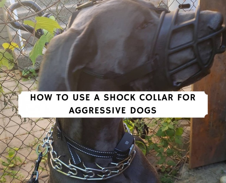 How to Use a Shock Collar for Aggressive Dogs