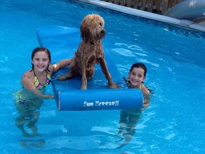 Goldendoodle swimming in a pool