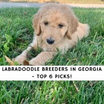 Labradoodle Breeders in Georgia