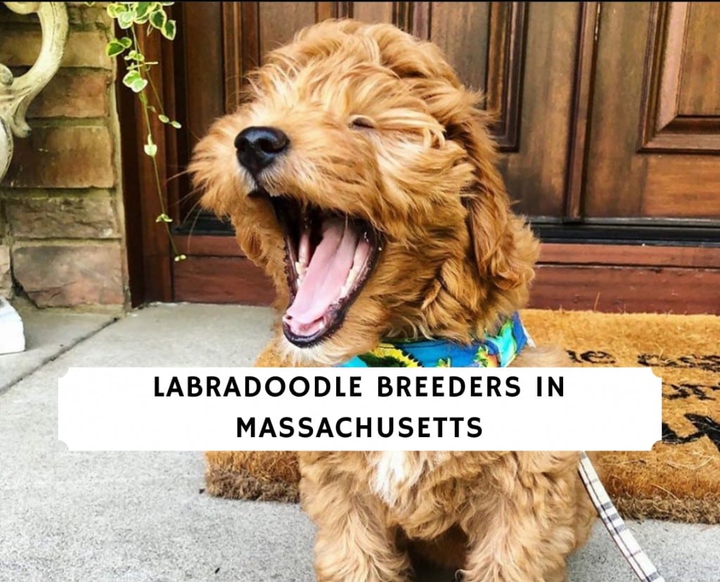 6 Best Labradoodle Breeders in Massachusetts! (2021) We ...