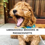 Labradoodle Breeders in Massachusetts