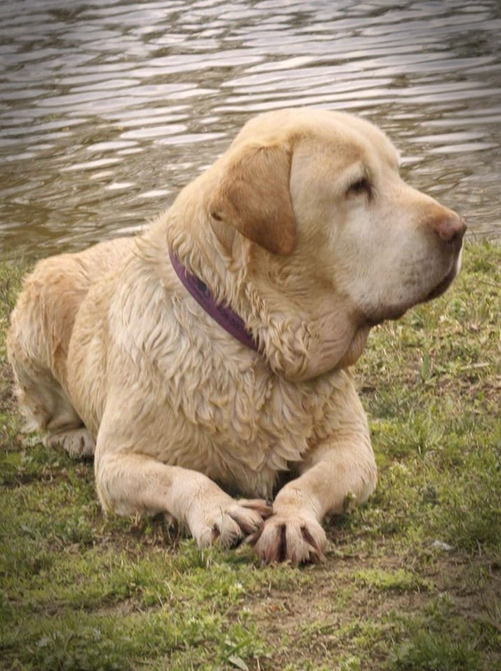 6 Best Labrador Retriever Rescues!