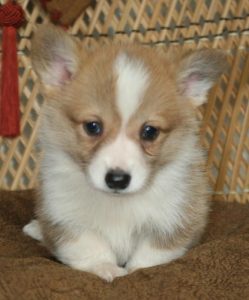 corgi welsh pembroke breeders noble hearts california puppies red corgis