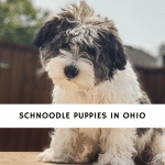 Schnoodle Puppies In Ohio
