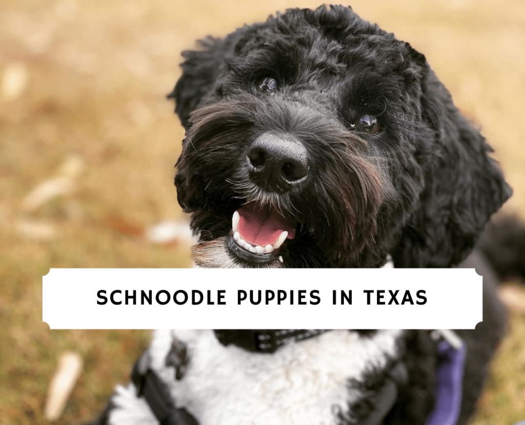 what is a teddy bear schnoodle