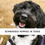 Schnoodle Puppies In Texas