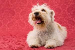 smeraglia schnoodle