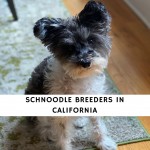 Schnoodle breeders in California