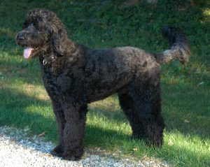 Schnoodle Puppies In Texas Top 4 Breeders 2021 We Love Doodles