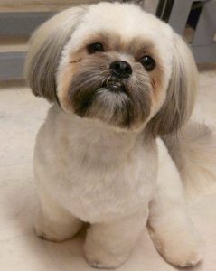 Shih Tzu Schnitt