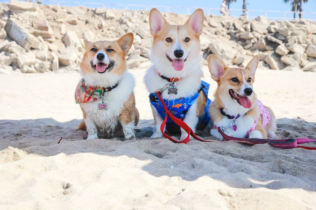 Corgi Breeders in California – Top 8!