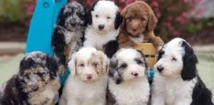 Aussiedoodle Breeders in California - Top 4 Picks! (2020 ...