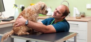 veterinaire controles