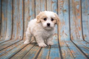 what is the average price for a cavapoo puppy