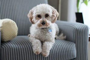 what is the average price for a cavapoo puppy