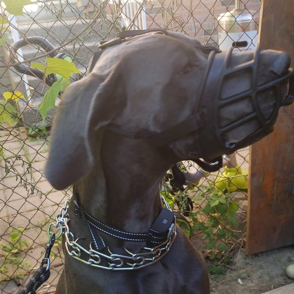 How to Use a Shock Collar for Aggressive Dogs