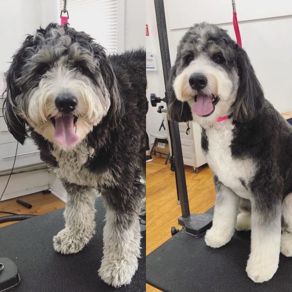 teddy bear bernedoodle size