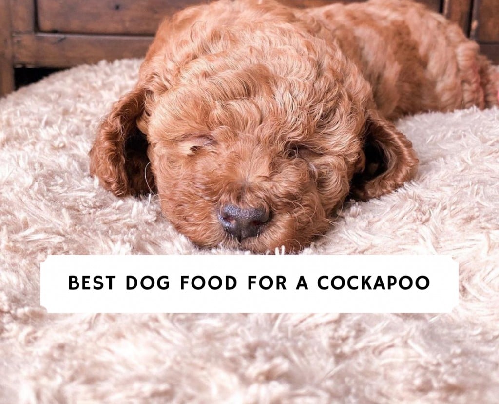 cockapoo royal canin