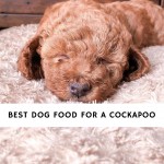 best dog food for a Cockapoo