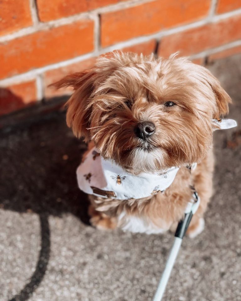 Best Dog Food for a Maltipoo Top 8 Picks! (2023) We Love Doodles