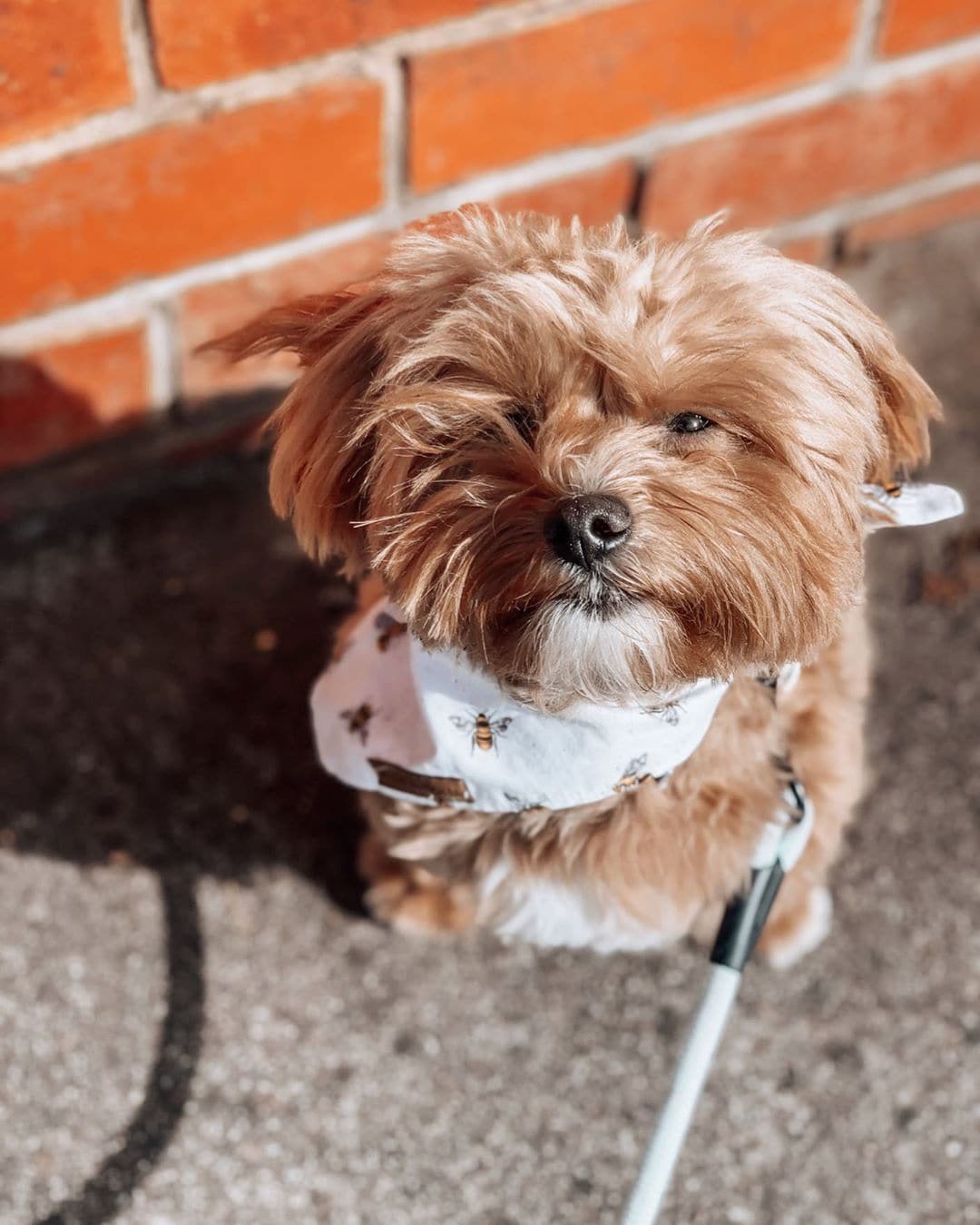 Best Dog Food for a Maltipoo Top 8 Picks! (2023) We Love Doodles