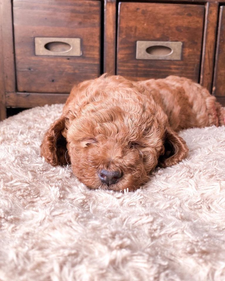 Best Dog Food for a Cockapoo Top 9 Picks! (2023) We Love Doodles