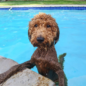 can mini goldendoodles swim