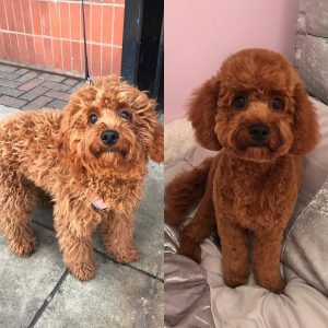 coupe de cheveux en peluche cavapoo