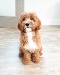 how many puppies are in a cavapoo litter