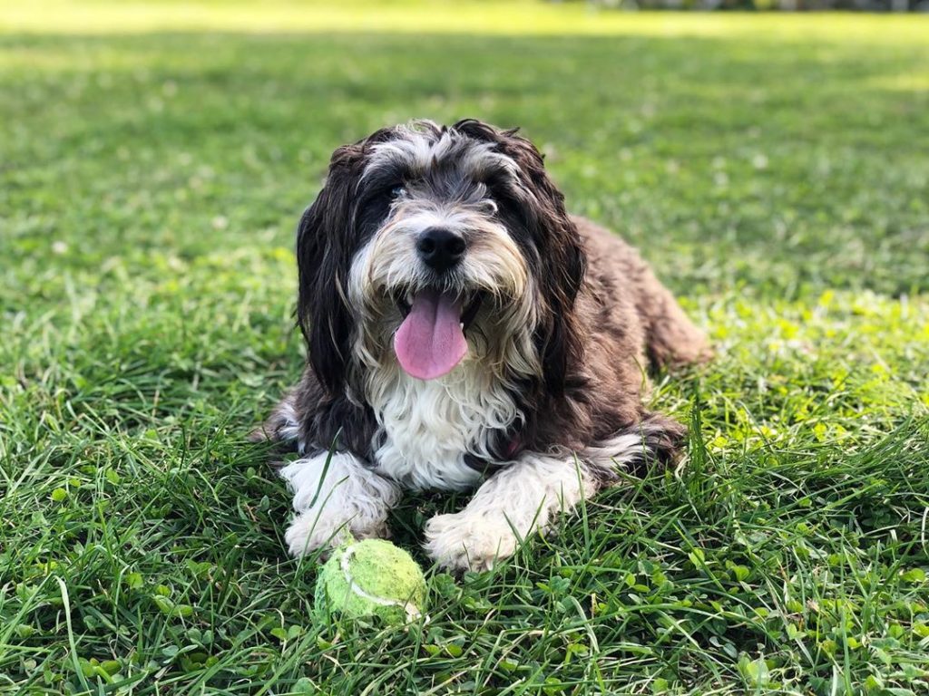Best Dog Food for a Bernedoodle Top 8 Picks!