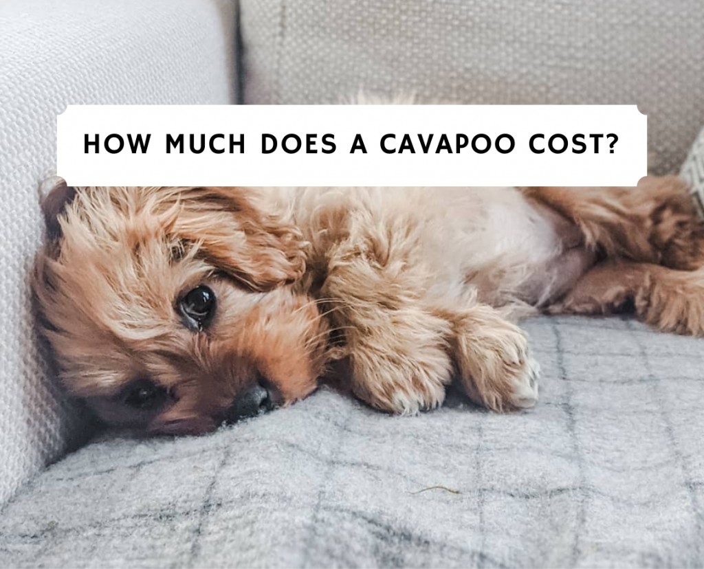 How Much Does a Cavapoo Cost? (2021) We Love Doodles