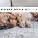 how much does a Cavapoo cost_