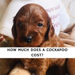 how much does a Cockapoo cost_