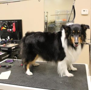 hydraulic grooming table for large dogs