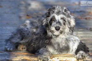 f1b aussiedoodle price