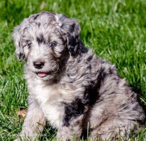 how much does an aussiedoodle cost