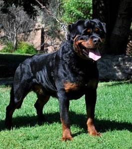 7 Best Rottweiler Breeders in California! (2023) - We Love Doodles