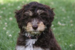 how much does an aussiedoodle cost