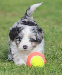 how much does an aussiedoodle cost