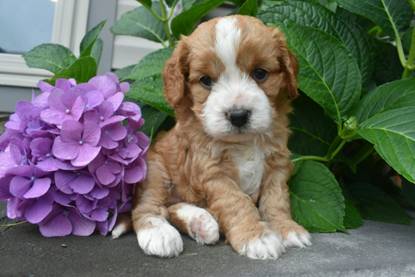 Cavapoo Breeders In New York Top 4 Picks 2021 We Love Doodles