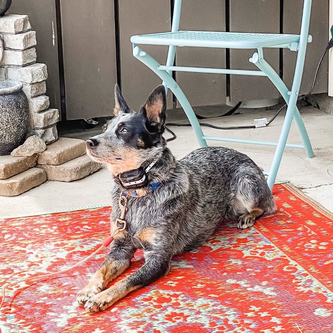 Best Shock Collar for Long Hair Dogs Top 8 Picks! (2023) We Love