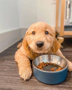 Alimento para cachorros para evitar los gases