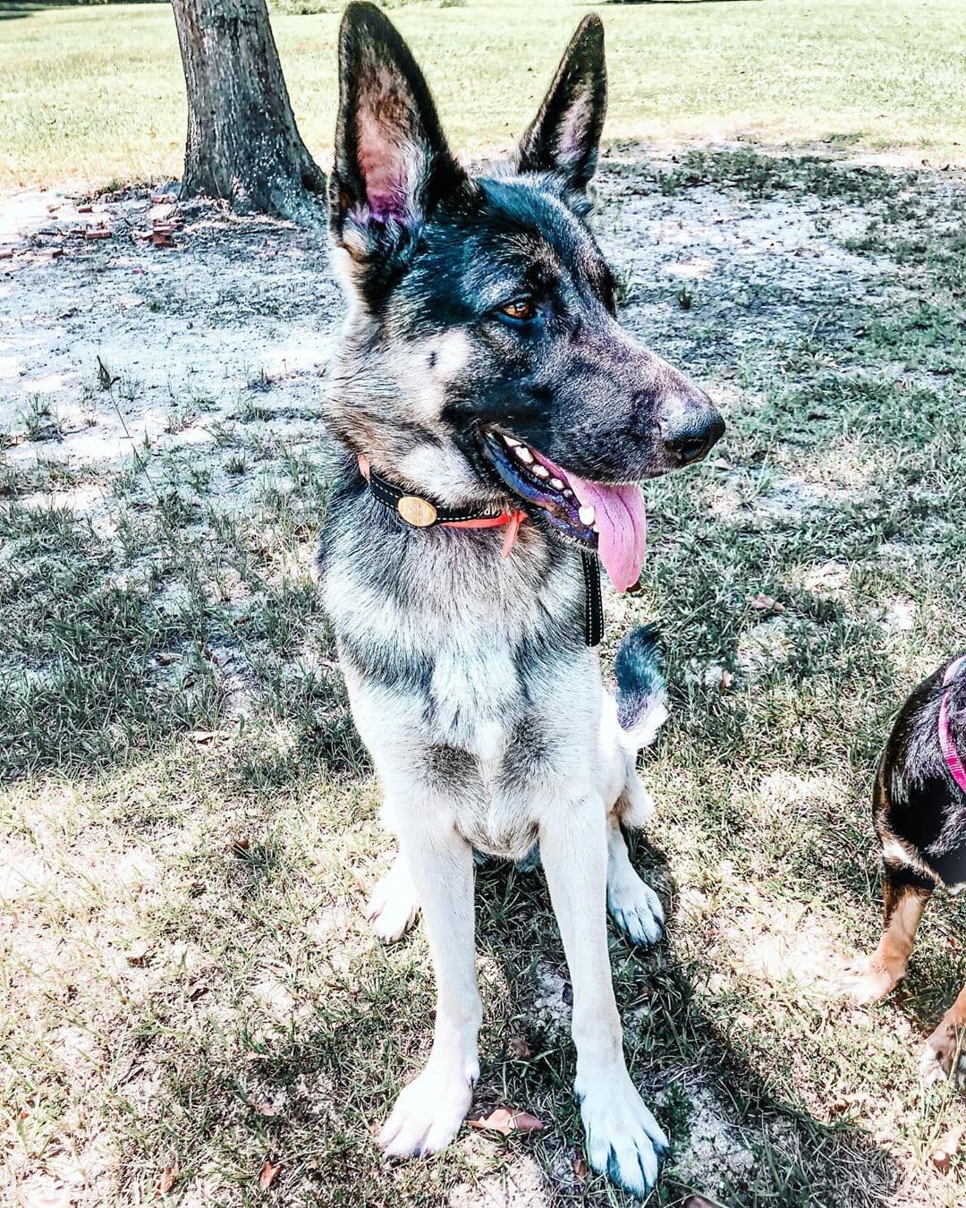 Best Shock Collar for Long Hair Dogs Top 8 Picks! (2023) We Love Doodles