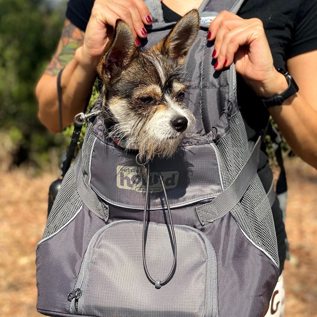 backpack to hold dog