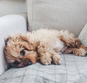 Cavapoo best sale average price