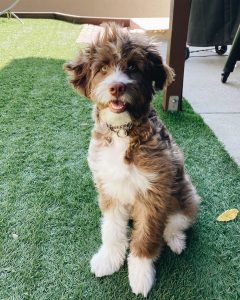 aussiedoodle prices