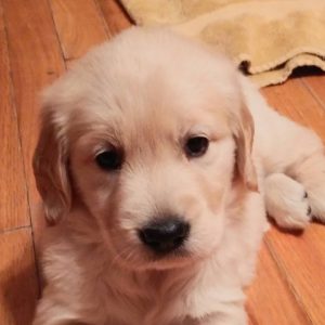 6 Best Golden Retriever Breeders In Texas 2021 We Love Doodles