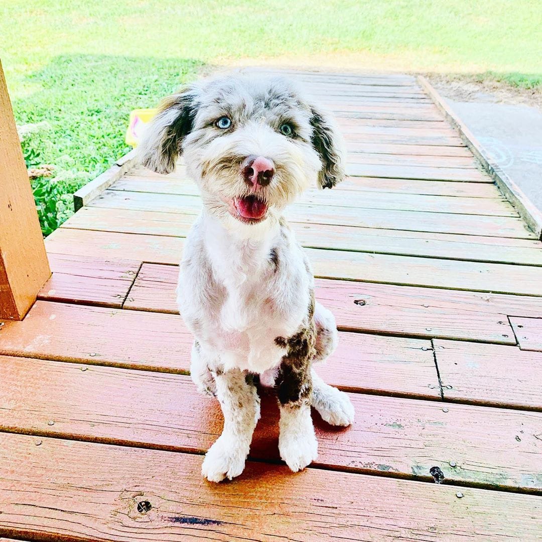 Best Types of Aussiedoodle Haircuts with Pictures! (2023) We Love Doodles