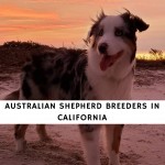Australian Shepherd Breeders in California