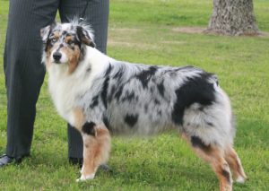 Best Australian Shepherd Breeders In California 2021 We Love Doodles